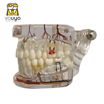 Възстановяване на нервната система на зъби Зъбни импланти Патологична модел на Комуникация на студентите-стоматолози, обучение, научни изследвания Преподаването на заболявания на устната кухина