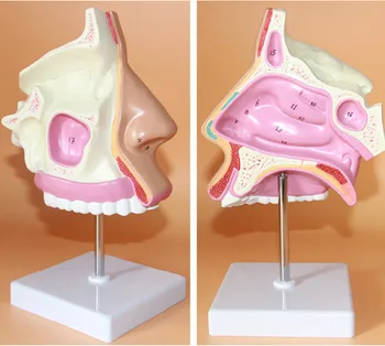 УНГ-медицинска анатомическая модел на носа, носа, модел на носната кухина, структура, модел на човек